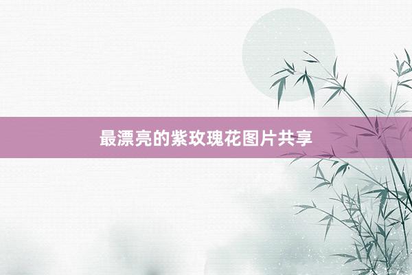 最漂亮的紫玫瑰花图片共享